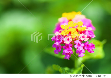 Lantana flowers 5481939