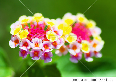 Lantana flowers Lantana flowers 5481940