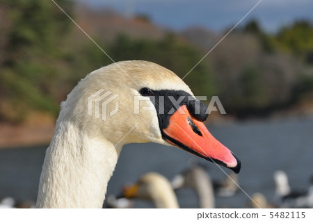 Cobb天鵝外形 5482115