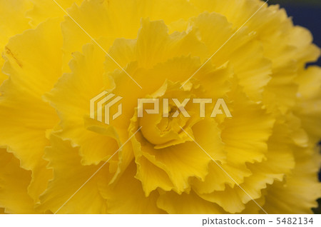 BECONIA Flower BECONIA Flower 5482134
