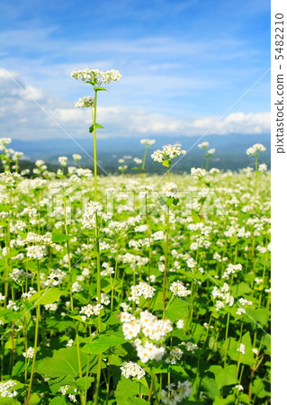 蕎麥田 5482210