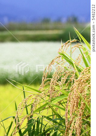 雨划水頭 5482212