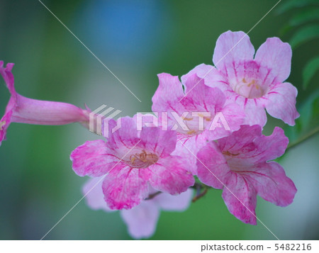 Shark's Bullfrog 5482216