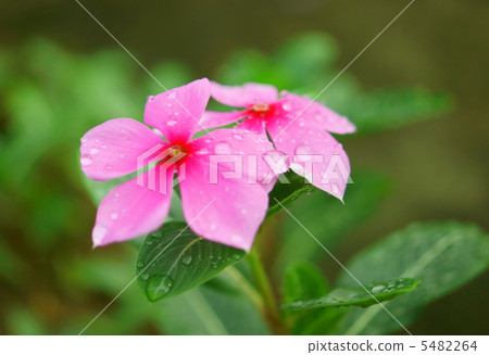 Daily grass (Hachinohei) peach color flower language: friendship Catharanthus roseus Daily grass (Hachinohei) peach color flower language: friendship Catharanthus roseus 5482264