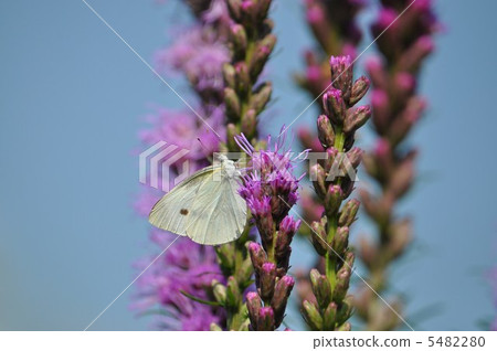 Monsieur root that smokes honey of kirin chrysanthemum 5482280