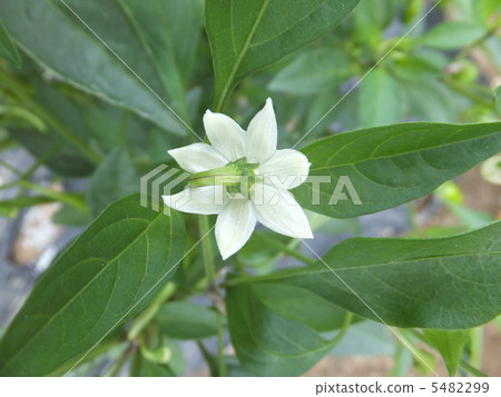 Shishito flower 5482299
