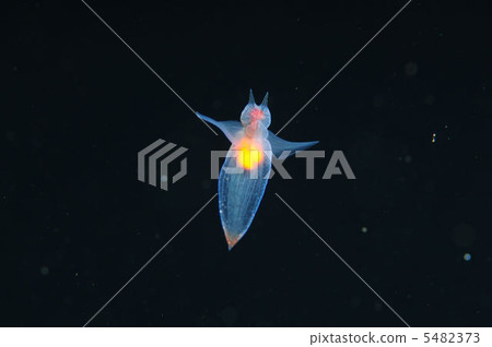 冰之天使 冰之天使 5482373