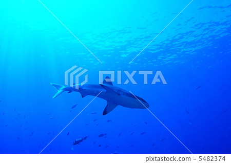 灰葉鯊 灰葉鯊 5482374