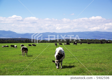 吃草在北海道Biei鎮的模型小山的奶牛 吃草在北海道Biei鎮的模型小山的奶牛 5482506