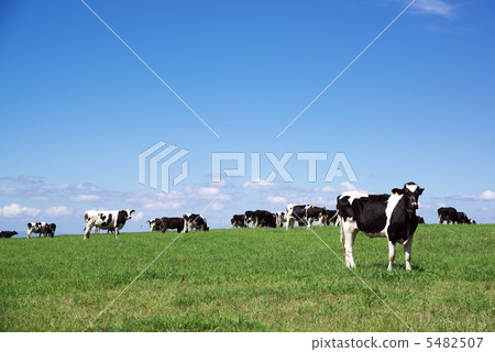 Dairy cattle grazing on the model hill of Biei town, Hokkaido Dairy cattle grazing on the model hill of Biei town, Hokkaido 5482507