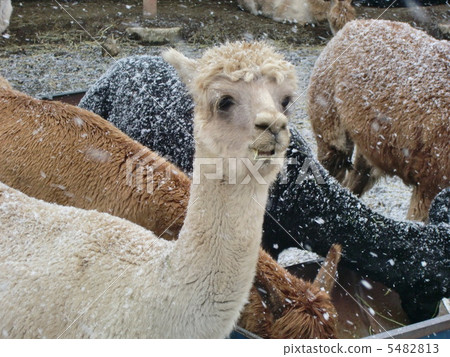 Winter Alpaca ranch 5482813