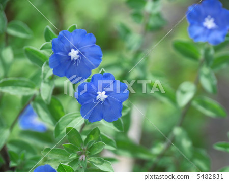 American Blue American Blue 5482831