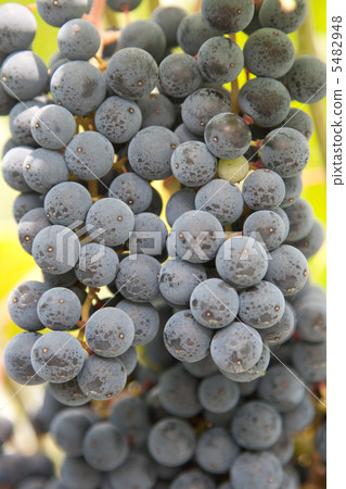 Grapes becoming red wine (Suzukari) 5482948