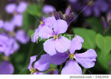 Ore Allasite woven (Murasakihanana) 5482949