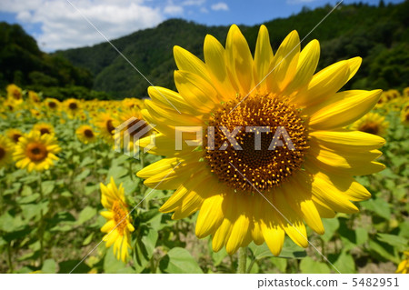 Sunflower field in Nankocho Sunflower field in Nankocho 5482951