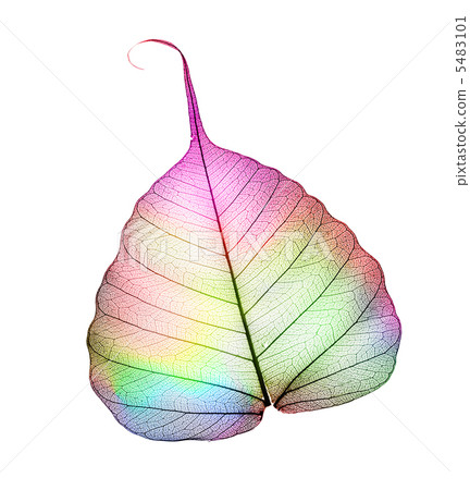 Colorful Abstract Leaf Over White Colorful Abstract Leaf Over White 5483101