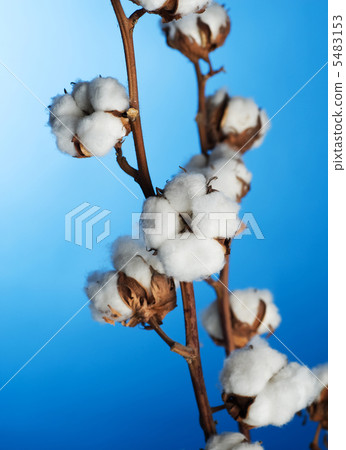Cotton Over Blue 5483153