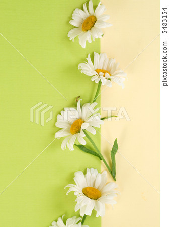 Chamomile Border 5483154