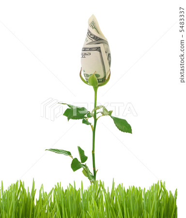 Growing Money Rose. Business Concept Image 5483337