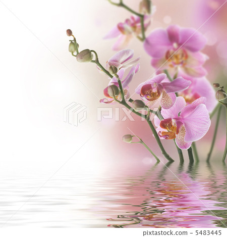 Beautiful Orchid With Reflection Beautiful Orchid With Reflection 5483445