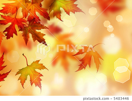 Autumn Leaves Autumn Leaves 5483446