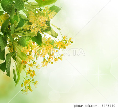 Linden Tree Flowers Border 5483459