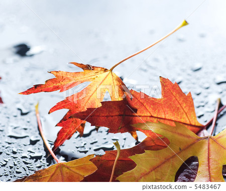 Autumn Leaves 5483467