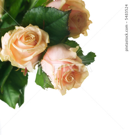 Beautiful Roses Border 5483524