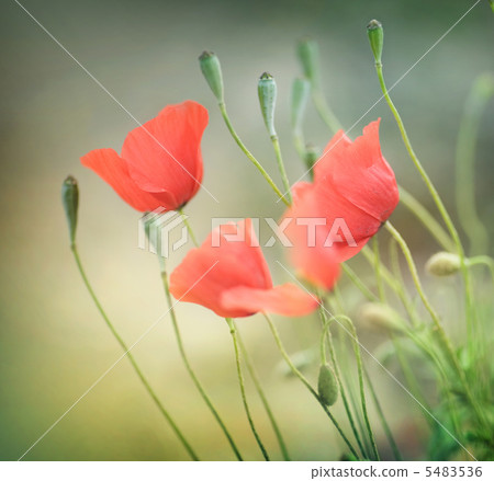 Poppies. Shallow DOF Poppies. Shallow DOF 5483536