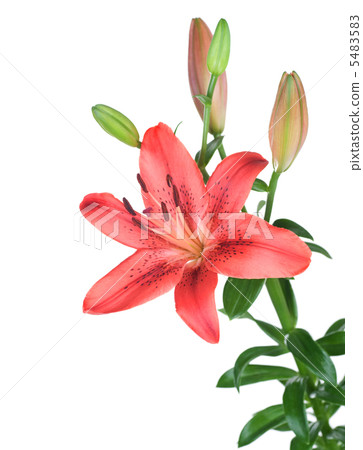 Beautiful Red Lily Flower Over White 5483583