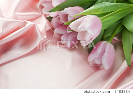Beautiful Tulips And Silk. With Copy Space 5483584