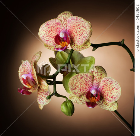 Beautiful Orchid 5483602