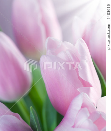 Spring Spring 5483616