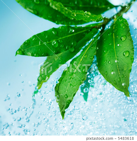Water drops and Fresh Green Leaves Water drops and Fresh Green Leaves 5483618