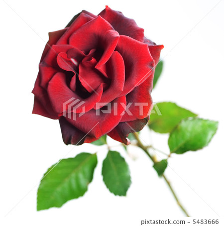 Beautiful Red Rose over white Beautiful Red Rose over white 5483666
