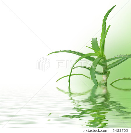 Fresh Aloe Vera Fresh Aloe Vera 5483703