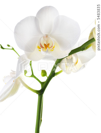 White Orchid 5483835