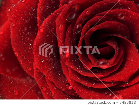 Beautiful Red Rose 5483838