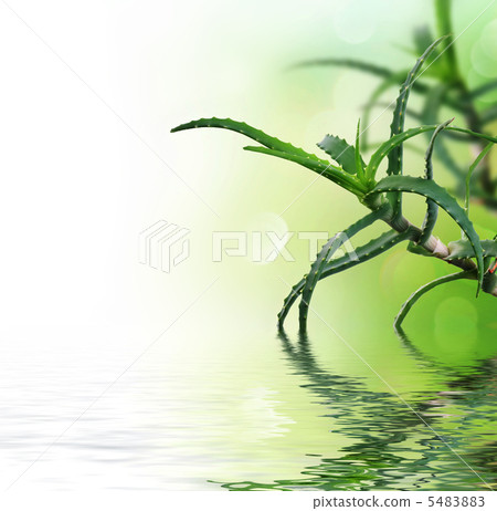 Fresh Aloe Vera Fresh Aloe Vera 5483883