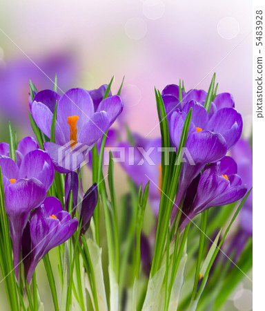 Crocus Spring Flowers Crocus Spring Flowers 5483928