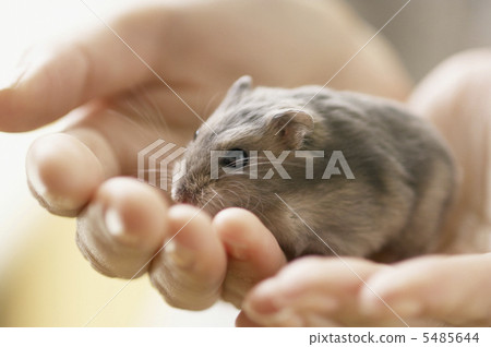 女手和倉鼠 女手和倉鼠 5485644
