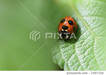 Ladybird 5487188