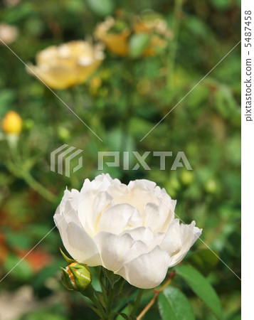 Contour de Champagne 5487458