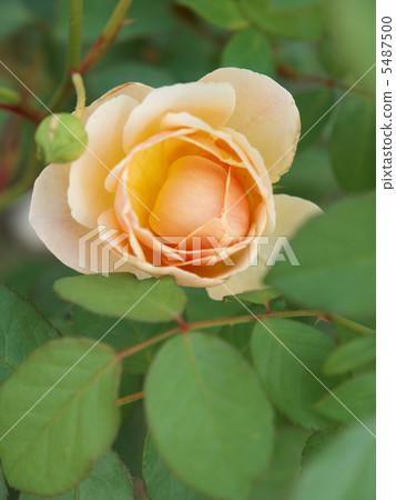 裘德·朦朧 裘德·朦朧 5487500