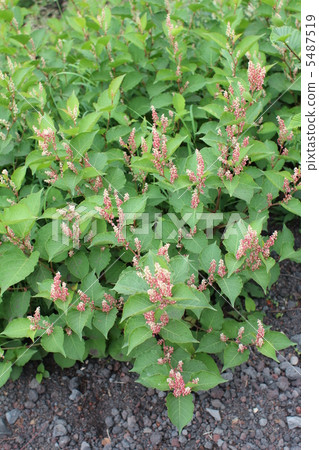 高山植物ontade 5487519