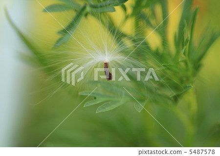 藍星的種子 5487578