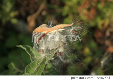 Blue Star's Seed 5487581