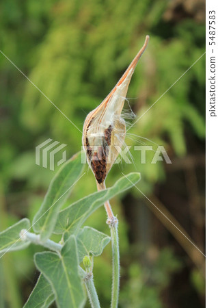 Blue Star's Seed 5487583