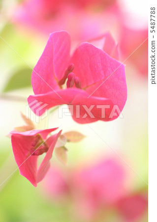 Close-up of bougainvillea 5487788