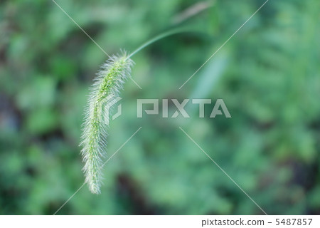 狗尾草 5487857